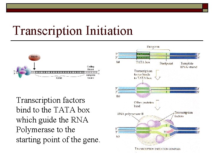 Transcription Initiation Transcription factors bind to the TATA box which guide the RNA Polymerase