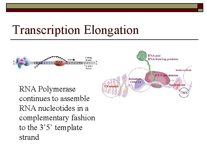 Transcription Elongation RNA Polymerase continues to assemble RNA nucleotides in a complementary fashion to