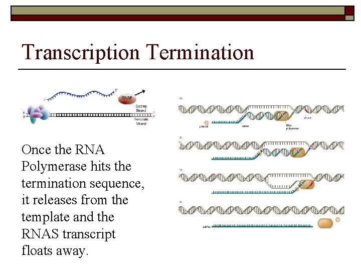 Transcription Termination Once the RNA Polymerase hits the termination sequence, it releases from the