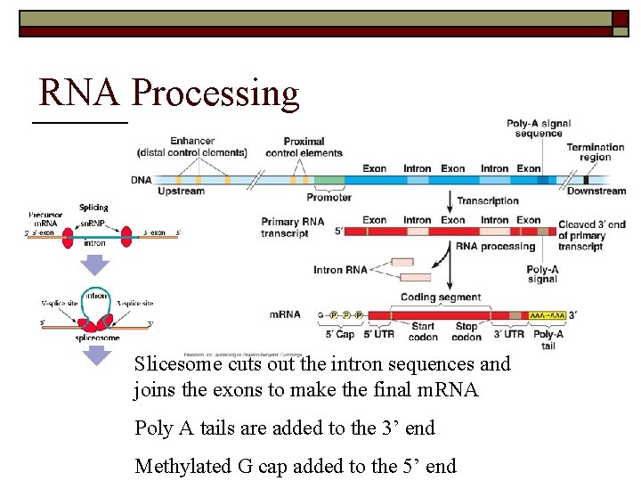 RNA Processing Slicesome cuts out the intron sequences and joins the exons to make