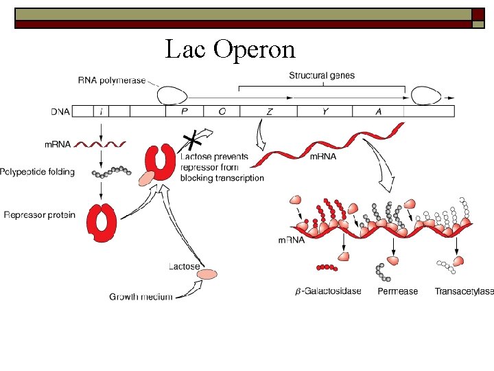 Lac Operon 