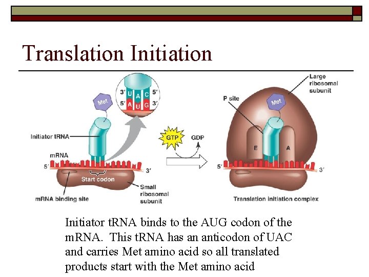 Translation Initiator t. RNA binds to the AUG codon of the m. RNA. This