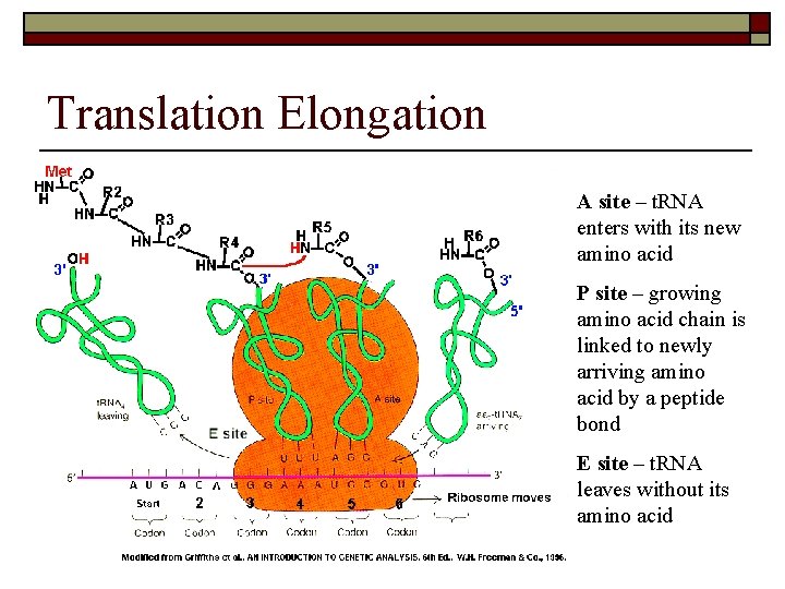 Translation Elongation A site – t. RNA enters with its new amino acid P