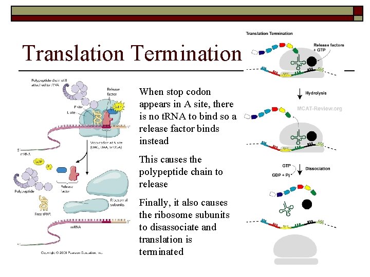 Translation Termination When stop codon appears in A site, there is no t. RNA