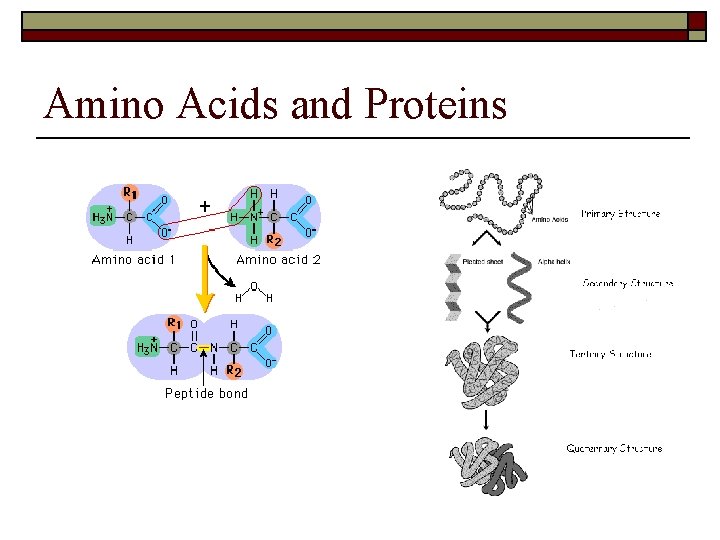 Amino Acids and Proteins 