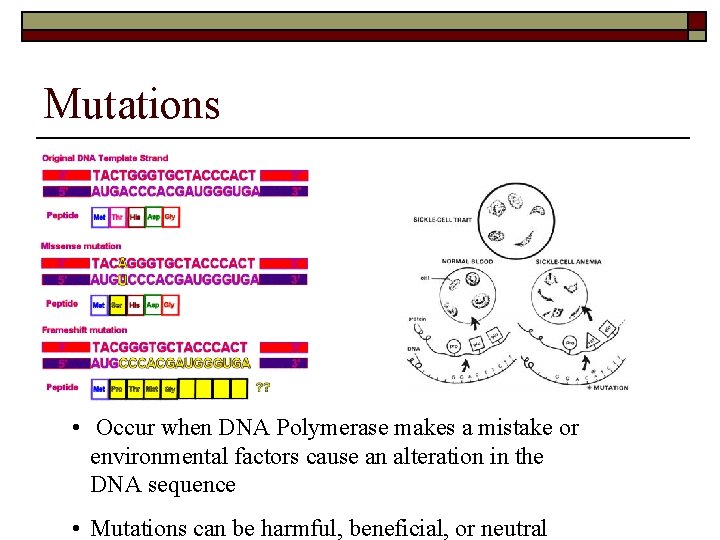 Mutations • Occur when DNA Polymerase makes a mistake or environmental factors cause an