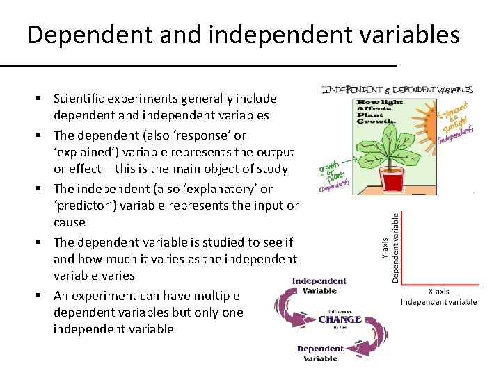 Dependent and independent variables § Scientific experiments generally include dependent and independent variables §