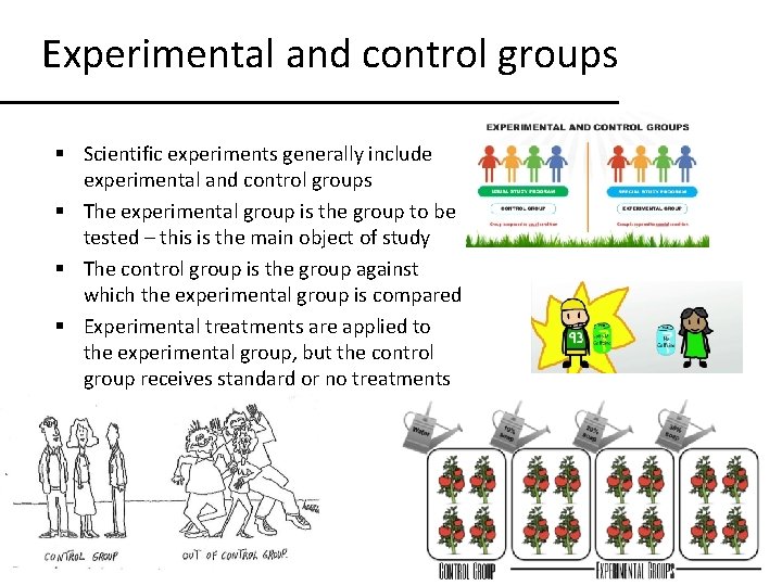 Experimental and control groups § Scientific experiments generally include experimental and control groups §