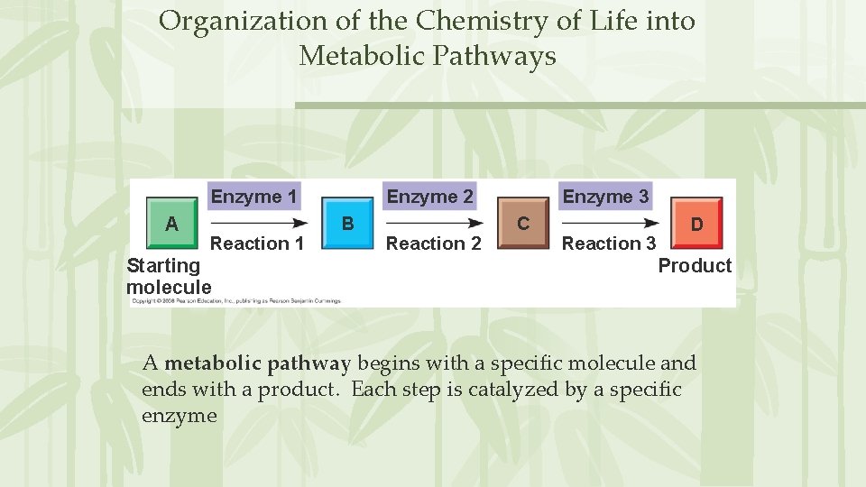 Organization of the Chemistry of Life into Metabolic Pathways Enzyme 1 A Reaction 1 Organization of the Chemistry of Life into Metabolic Pathways Enzyme 1 A Reaction 1