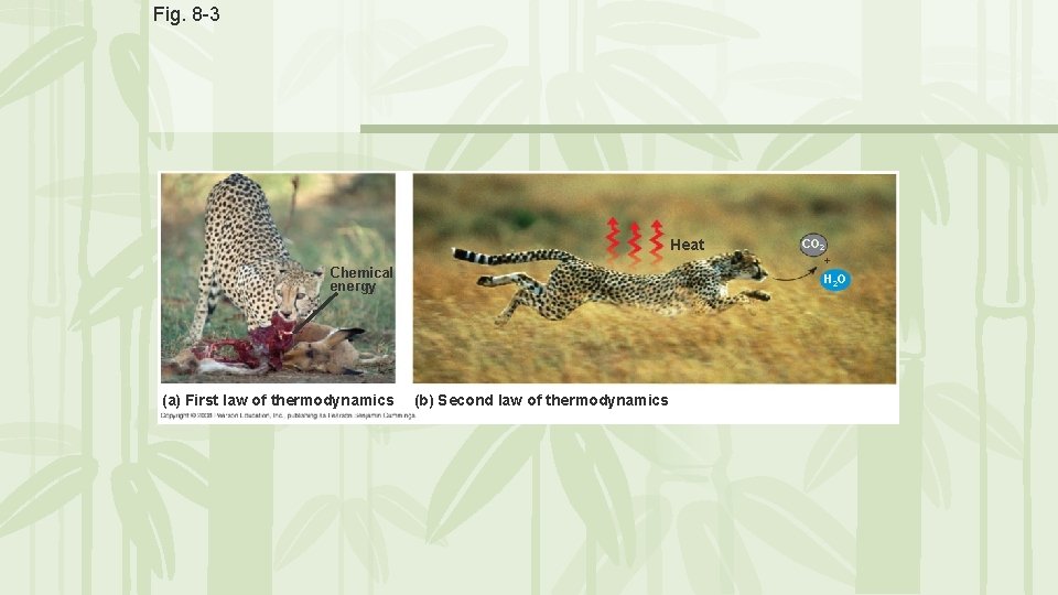 Fig. 8 -3 Heat Chemical energy (a) First law of thermodynamics CO 2 + Fig. 8 -3 Heat Chemical energy (a) First law of thermodynamics CO 2 +