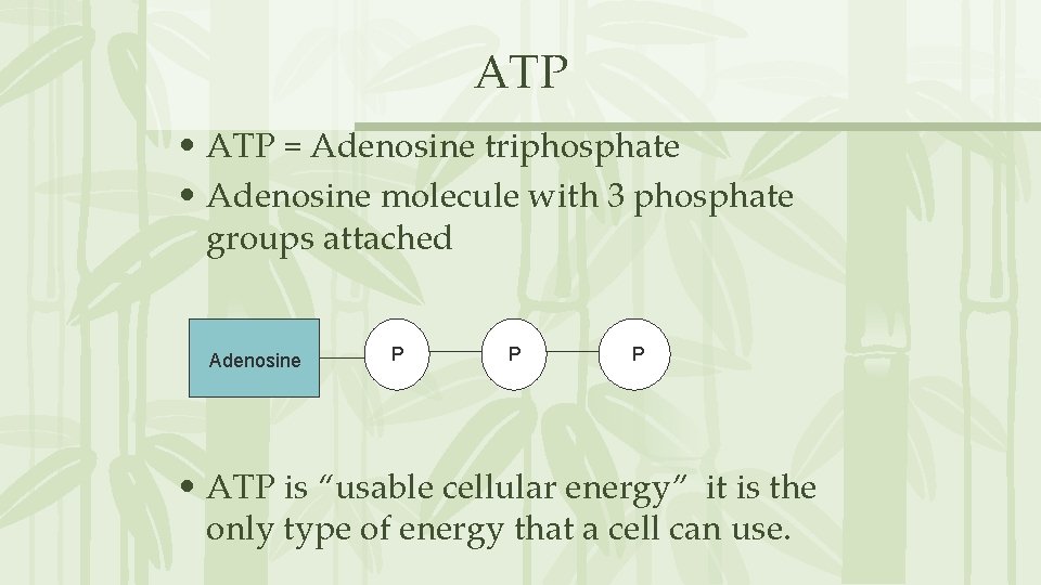 ATP • ATP = Adenosine triphosphate • Adenosine molecule with 3 phosphate groups attached ATP • ATP = Adenosine triphosphate • Adenosine molecule with 3 phosphate groups attached