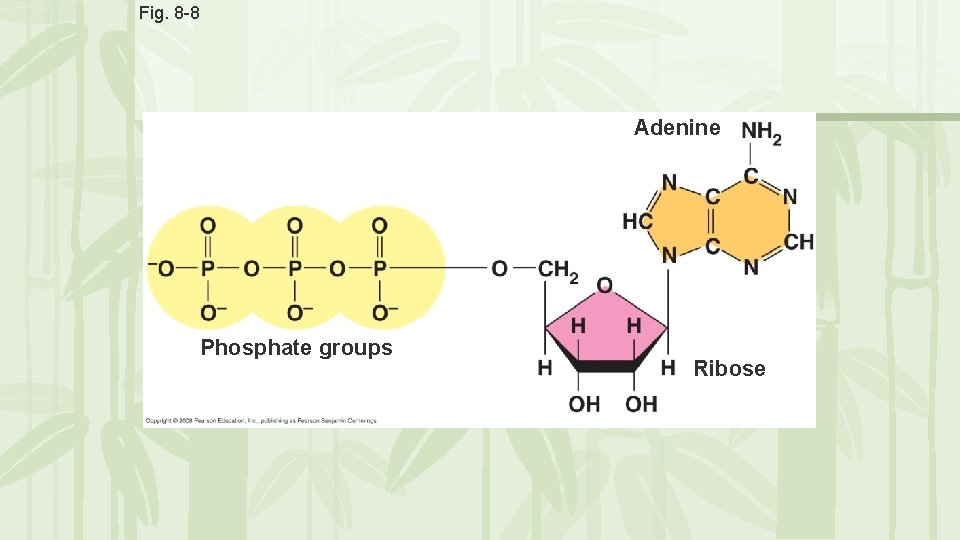 Fig. 8 -8 Adenine Phosphate groups Ribose Fig. 8 -8 Adenine Phosphate groups Ribose