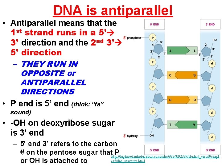 DNA is antiparallel • Antiparallel means that the 1 st strand runs in a