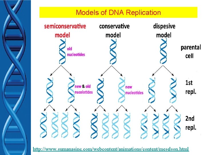 Models of DNA Replication http: //www. sumanasinc. com/webcontent/animations/content/meselson. html 