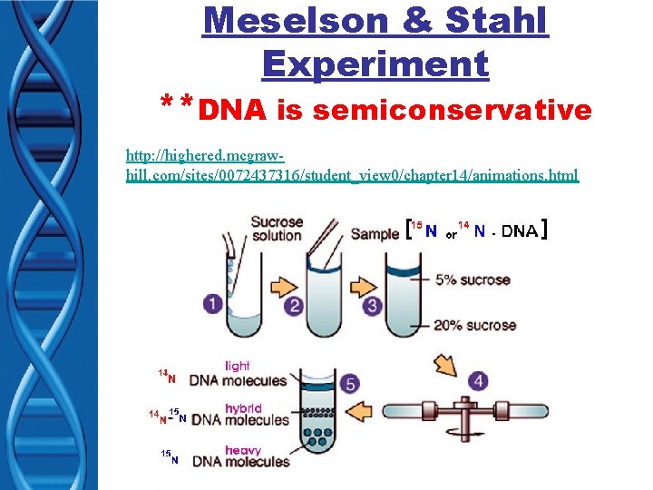 Meselson & Stahl Experiment **DNA is semiconservative http: //highered. mcgrawhill. com/sites/0072437316/student_view 0/chapter 14/animations. html