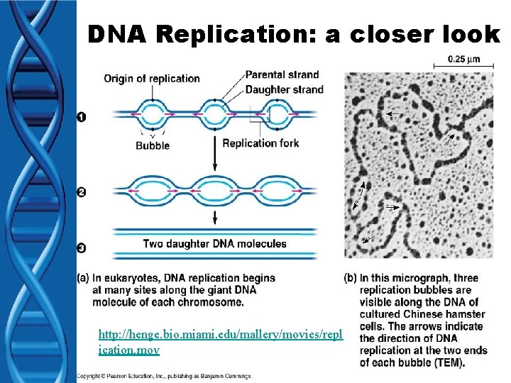 DNA Replication: a closer look http: //henge. bio. miami. edu/mallery/movies/repl ication. mov 