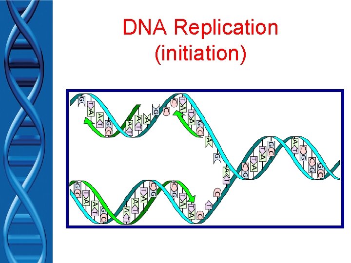 DNA Replication (initiation) 