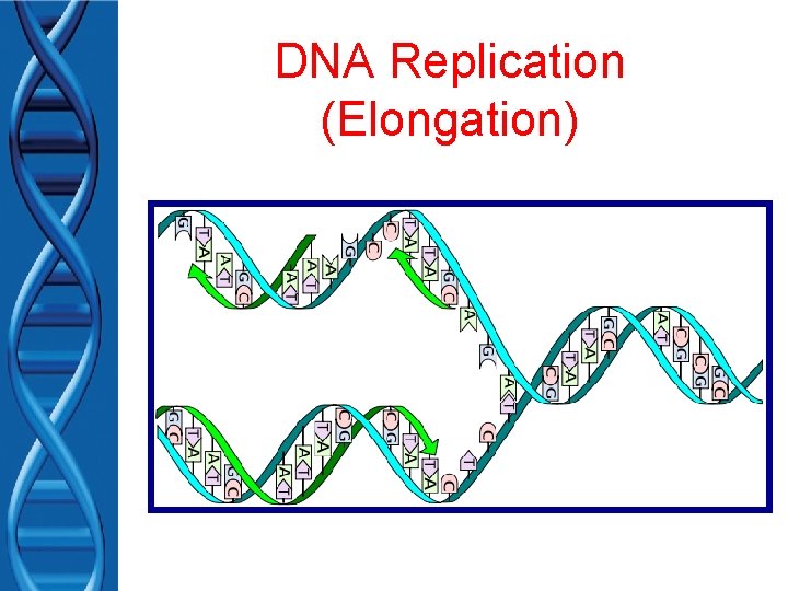 DNA Replication (Elongation) 