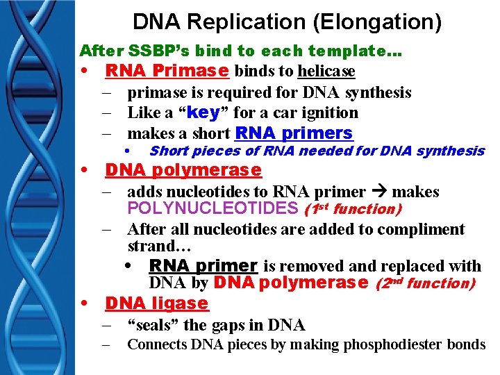 DNA Replication (Elongation) After SSBP’s bind to each template… • RNA Primase binds to