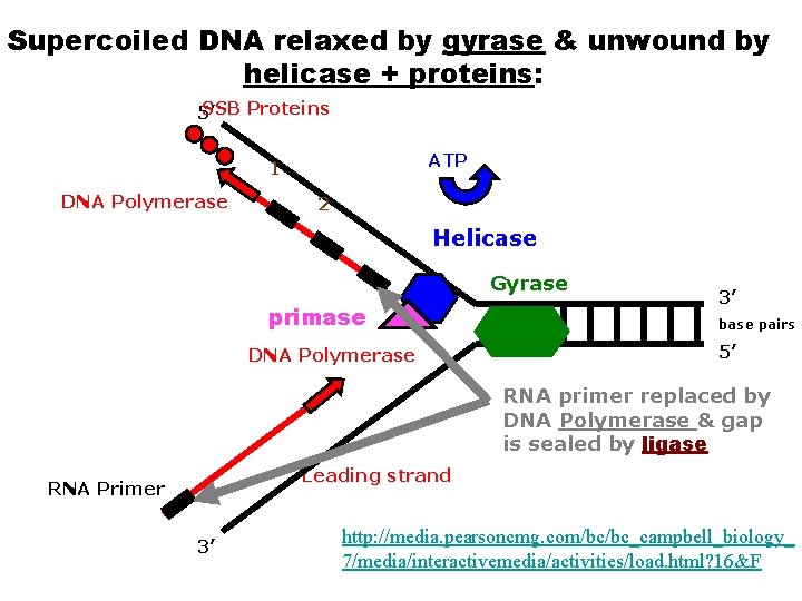 Supercoiled DNA relaxed by gyrase & unwound by helicase + proteins: SSB Proteins 5’
