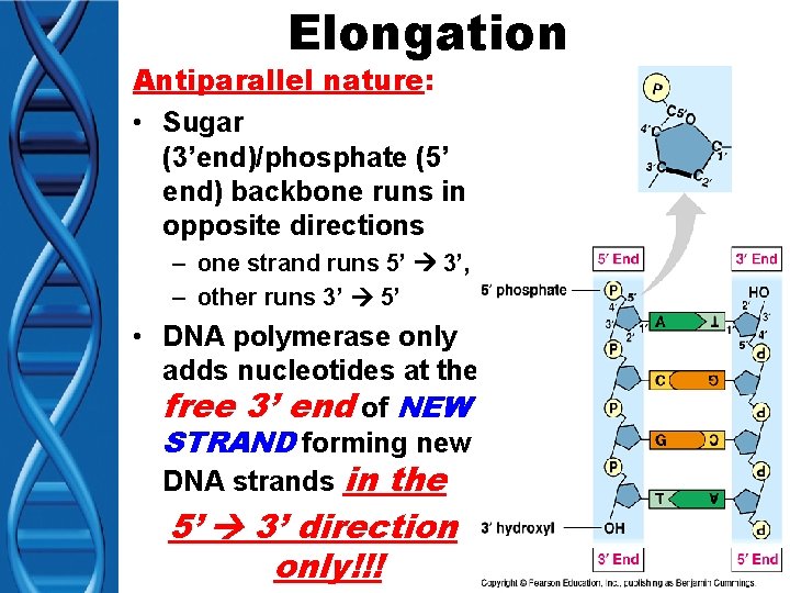 Elongation Antiparallel nature: • Sugar (3’end)/phosphate (5’ end) backbone runs in opposite directions –