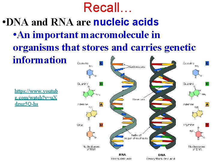 Recall… • DNA and RNA are nucleic acids • An important macromolecule in organisms