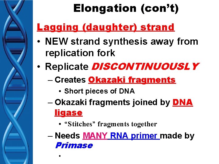 Elongation (con’t) Lagging (daughter) strand • NEW strand synthesis away from replication fork •