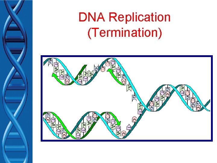 DNA Replication (Termination) 