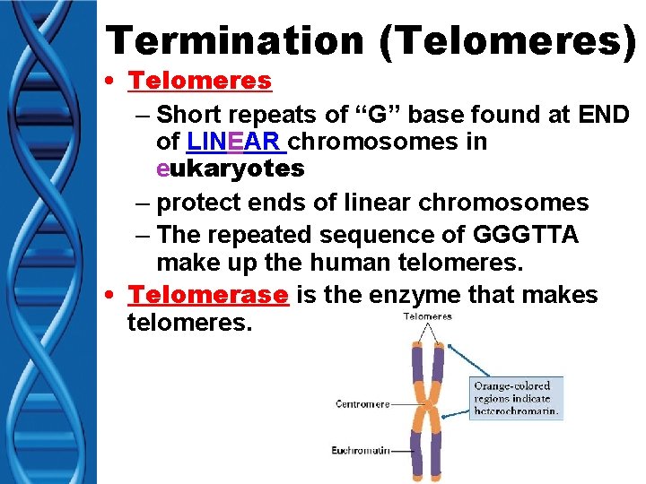 Termination (Telomeres) • Telomeres – Short repeats of “G” base found at END of
