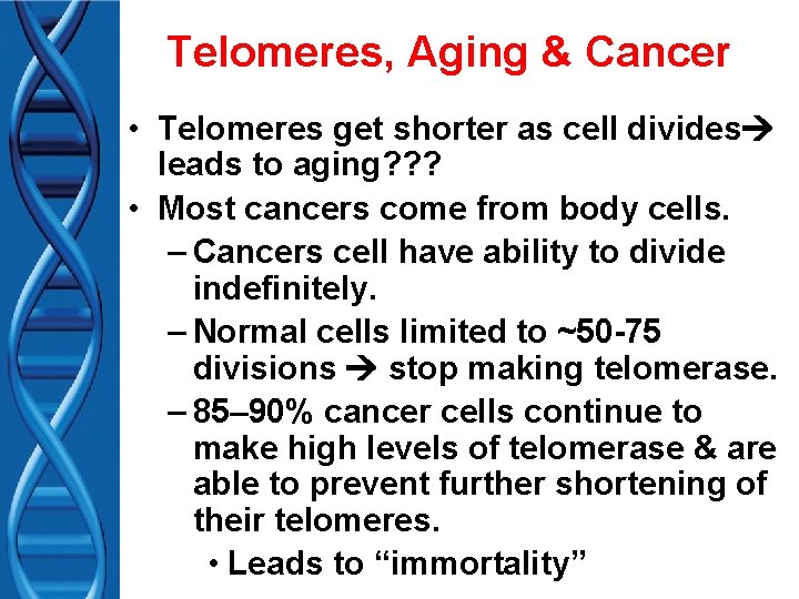 Telomeres, Aging & Cancer • Telomeres get shorter as cell divides leads to aging?