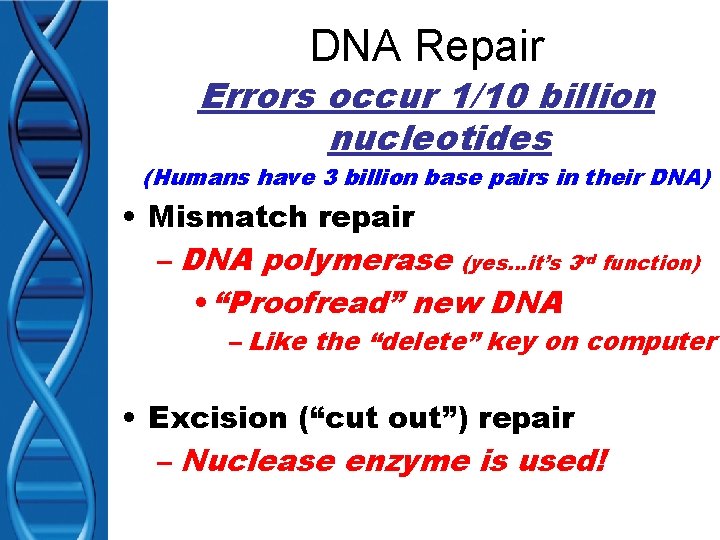 DNA Repair Errors occur 1/10 billion nucleotides (Humans have 3 billion base pairs in