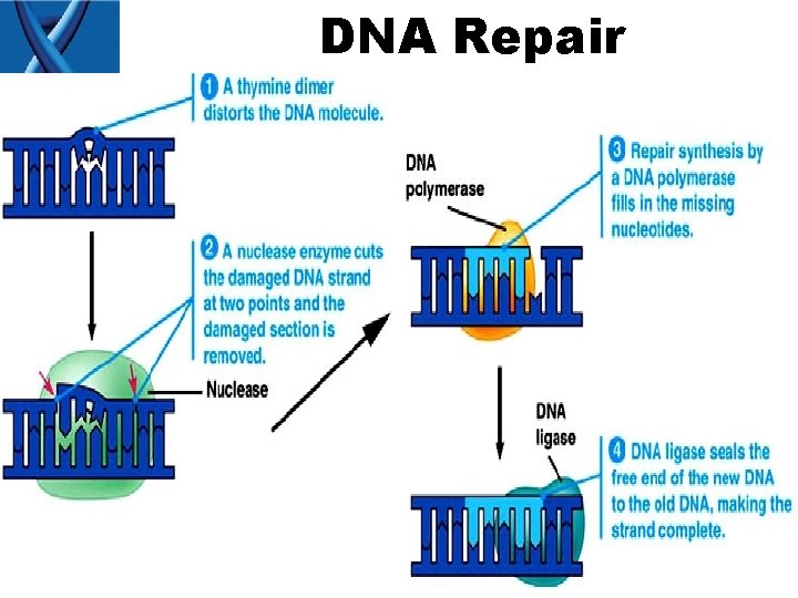 DNA Repair 