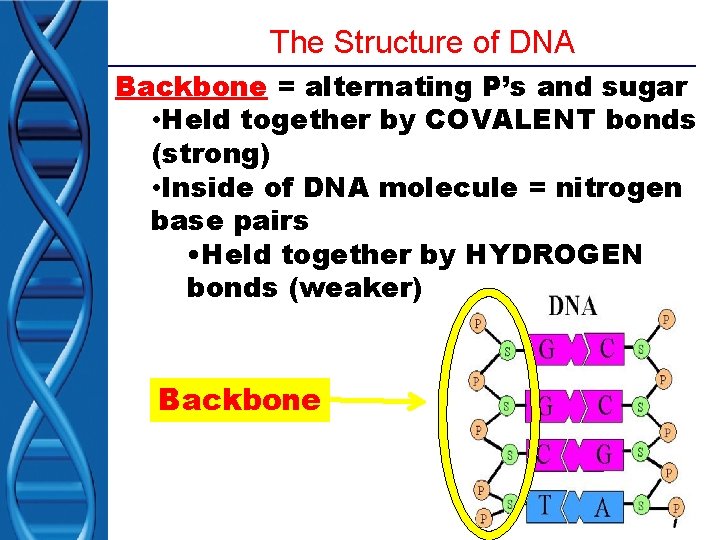 The Structure of DNA Backbone = alternating P’s and sugar • Held together by
