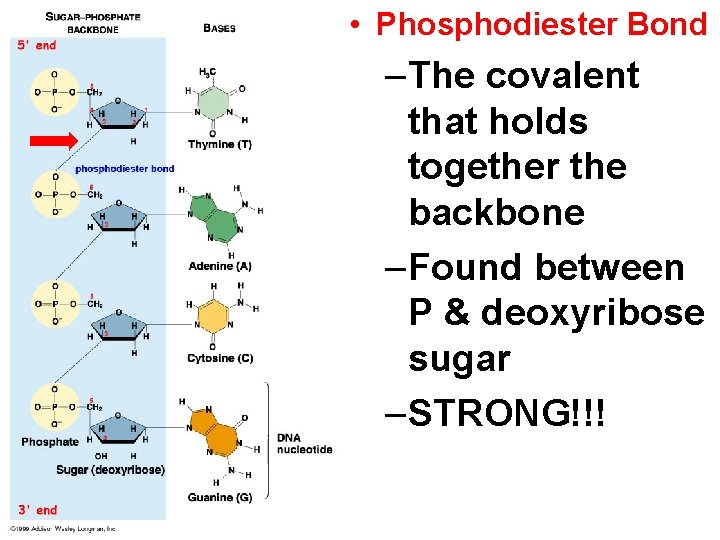  • Phosphodiester Bond –The covalent that holds together the backbone –Found between P