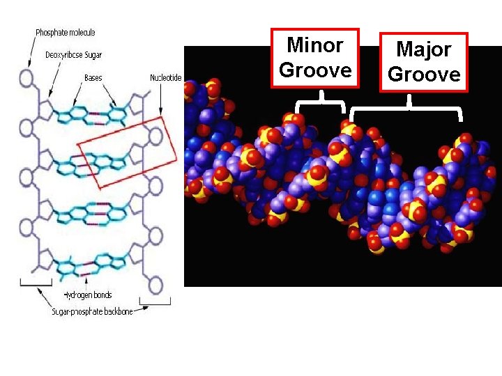 Minor Groove Major Groove 