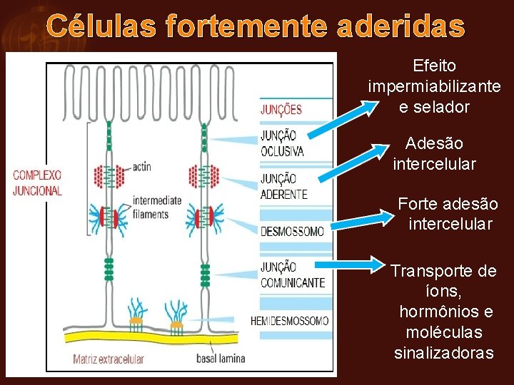 Células fortemente aderidas Efeito impermiabilizante e selador Adesão intercelular Forte adesão intercelular Transporte de