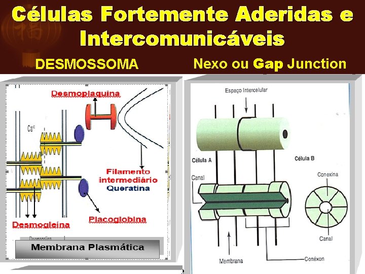 Células Fortemente Aderidas e Intercomunicáveis DESMOSSOMA Nexo ou Gap Junction 