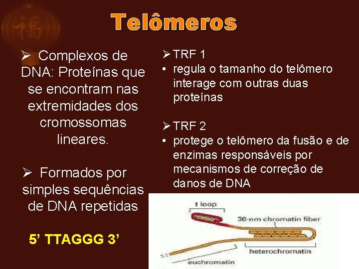 Telômeros Ø Complexos de DNA: Proteínas que se encontram nas extremidades dos cromossomas lineares.