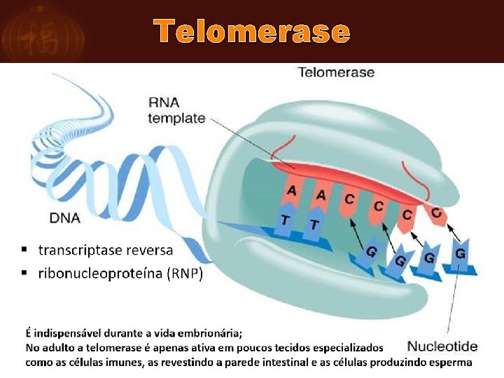 Telomerase 