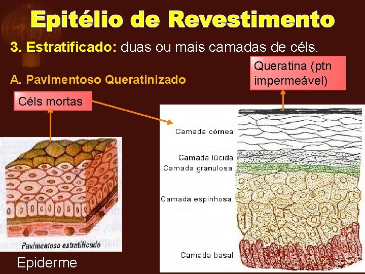 3. Estratificado: duas ou mais camadas de céls. A. Pavimentoso Queratinizado Céls mortas Epiderme