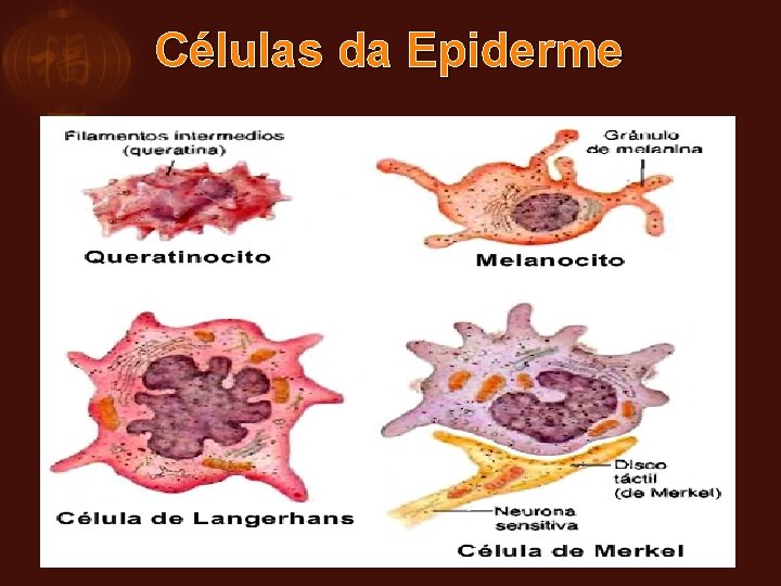 Células da Epiderme 