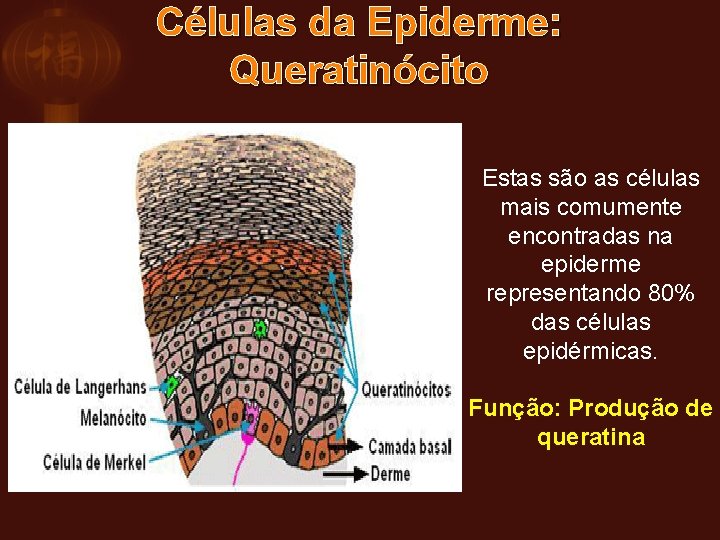 Células da Epiderme: Queratinócito Estas são as células mais comumente encontradas na epiderme representando