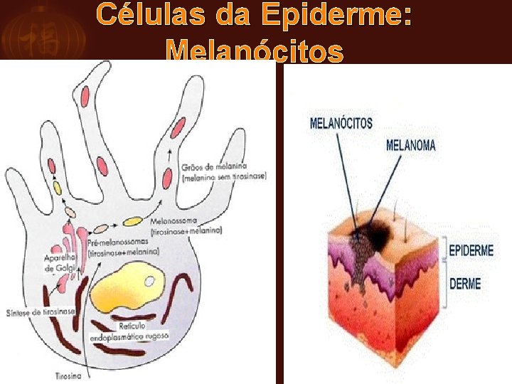 Células da Epiderme: Melanócitos 
