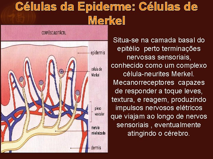 Células da Epiderme: Células de Merkel Situa-se na camada basal do epitélio perto terminações