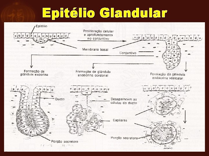 Epitélio Glandular 