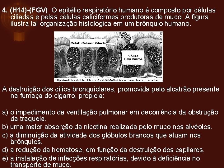 4. (H 14)-(FGV) O epitélio respiratório humano é composto por células ciliadas e pelas