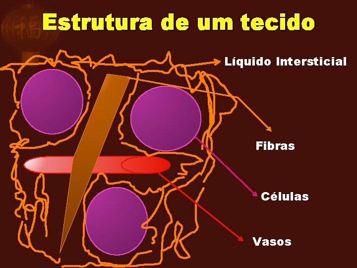 Estrutura de um tecido Líquido Intersticial Fibras Células Vasos 