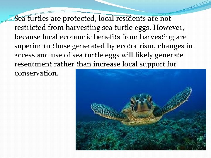 �Sea turtles are protected, local residents are not restricted from harvesting sea turtle eggs.