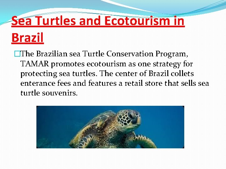 Sea Turtles and Ecotourism in Brazil �The Brazilian sea Turtle Conservation Program, TAMAR promotes