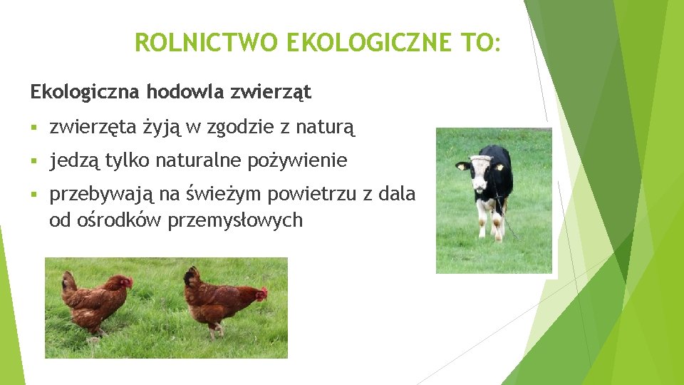 ROLNICTWO EKOLOGICZNE TO: Ekologiczna hodowla zwierząt § zwierzęta żyją w zgodzie z naturą §